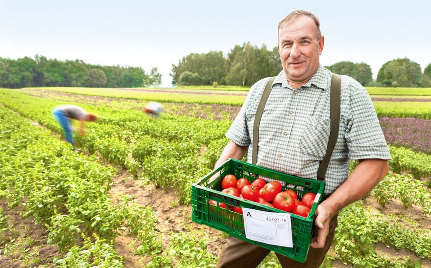 Farmer standing in field with tomatoes 