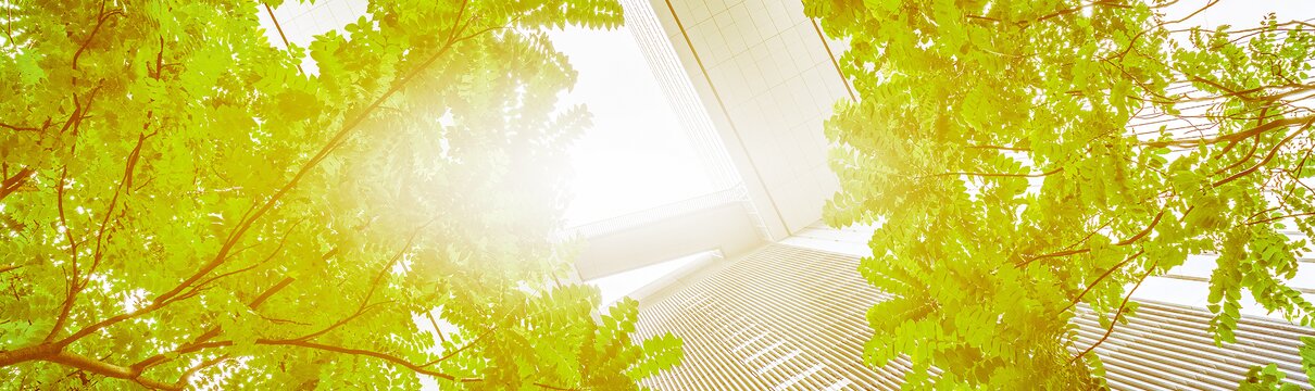 Green trees between buildings 