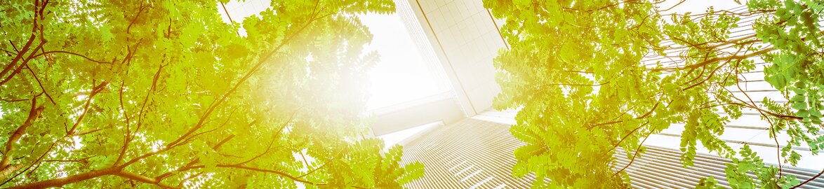 Green trees between buildings 