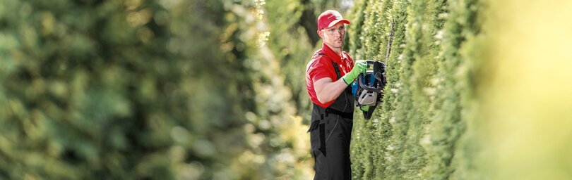 Gardener cuts hedge 