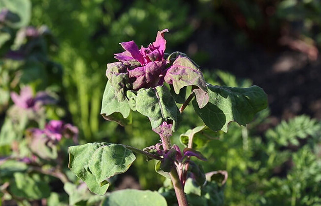 Quinoa plant in the field